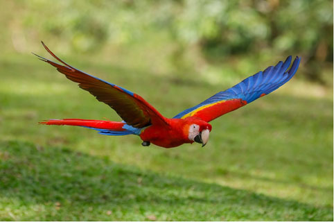 Macaw Flying in Costa Rica