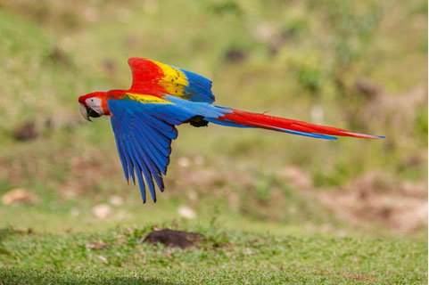 Macaw in Costa Rica