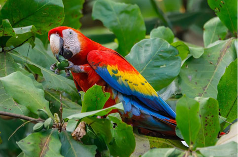 Macaw eating in Costa Rica