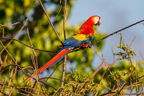 Macaw in Nativa Reserve