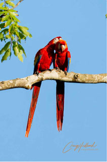 Macaws in Corcovado National Park