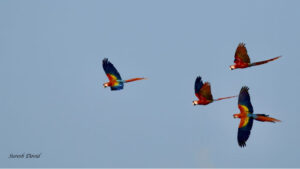 Macaws in Costa Rica
