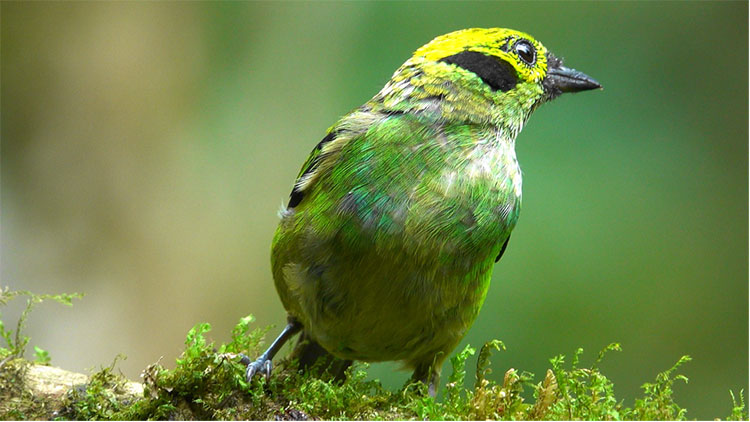 Photographing a Tanager in Costa Rica