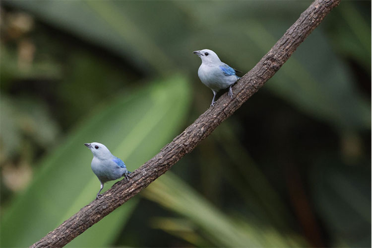 Spotting Tanagers in Costa Rica