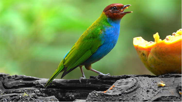 Tanager Eating Fruit in Costa Rica