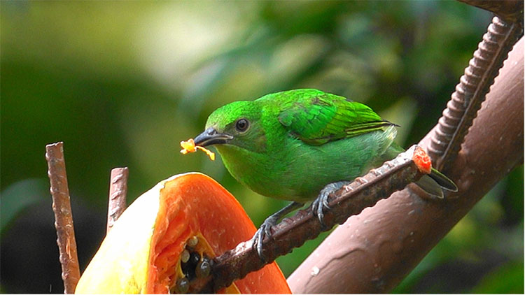 Tanager Eating Papaya in Costa Rica