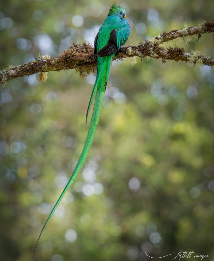 Trogon in Costa Rica