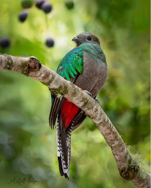 Trogon in Costa Rica