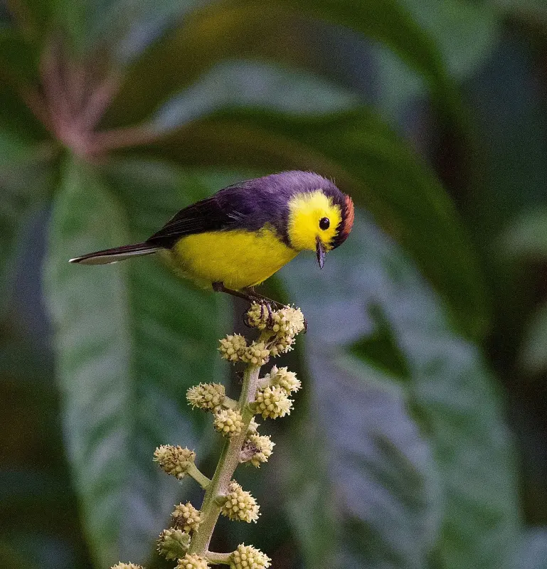 Collared Whitestart