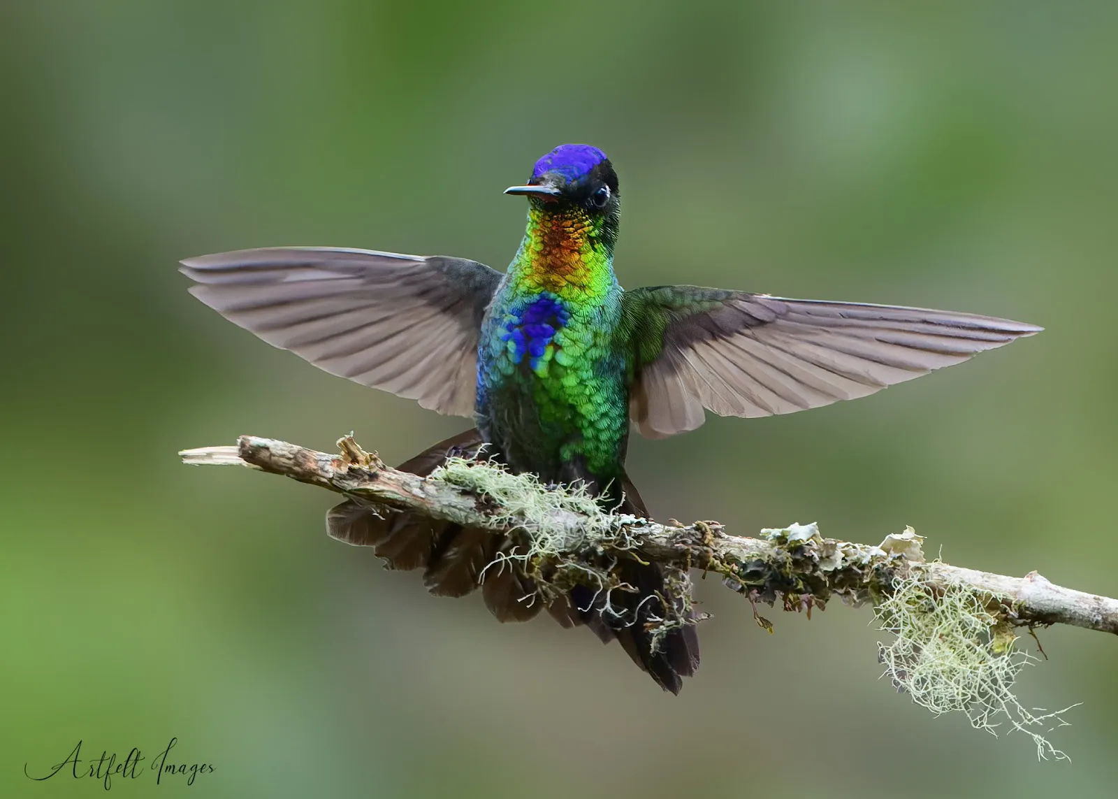 Fiery-throated Hummingbird