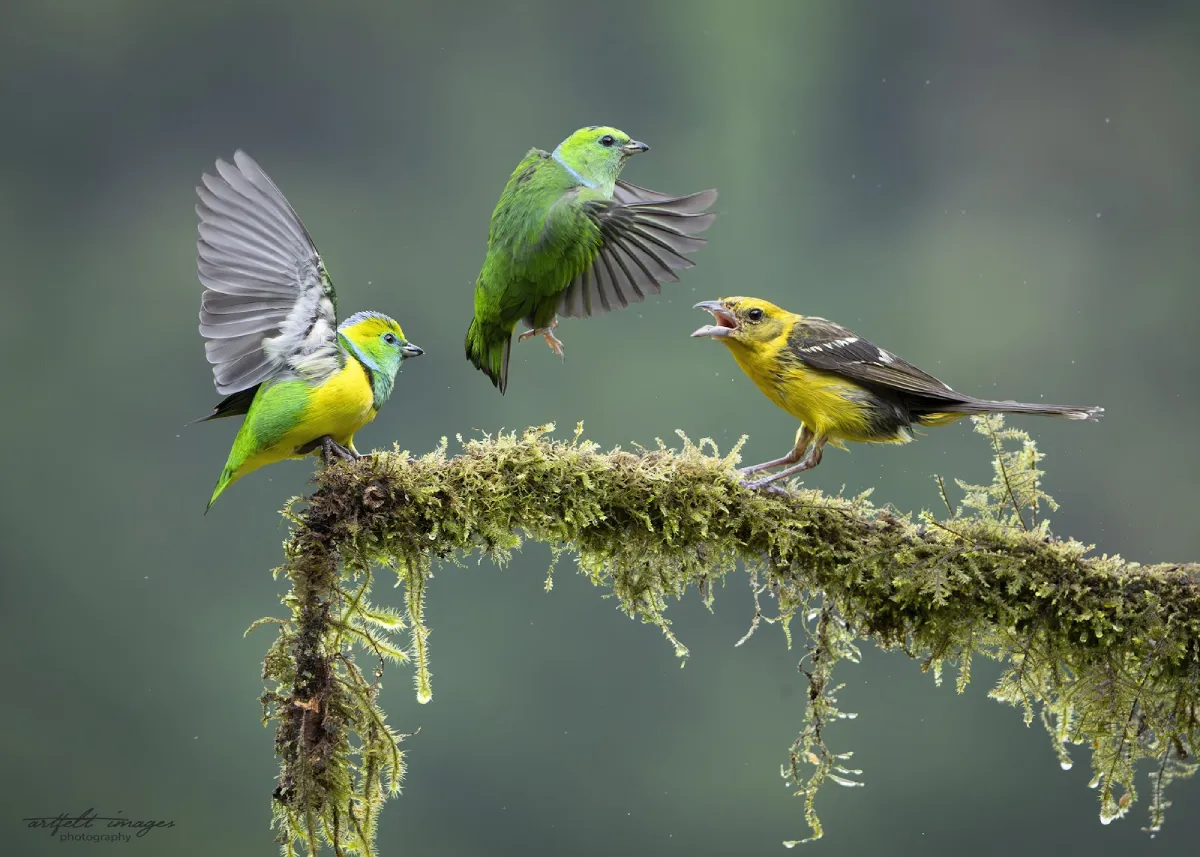 Golden-browed Chlorophonia