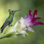 Green-Crowned Brilliant Hummingbird
