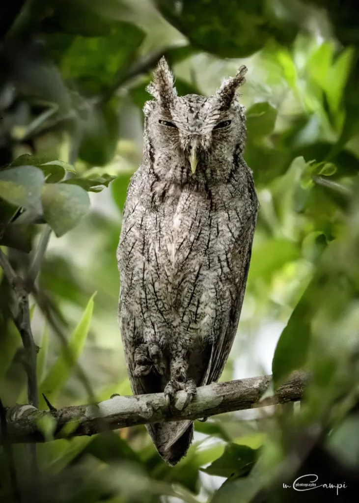 Pacific Screech Owl
