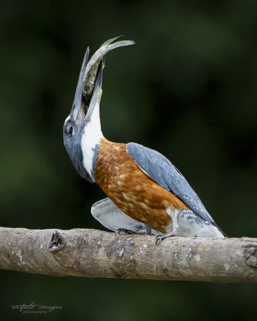 Ringed Kingfisher