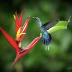 green hermit hummingbirs