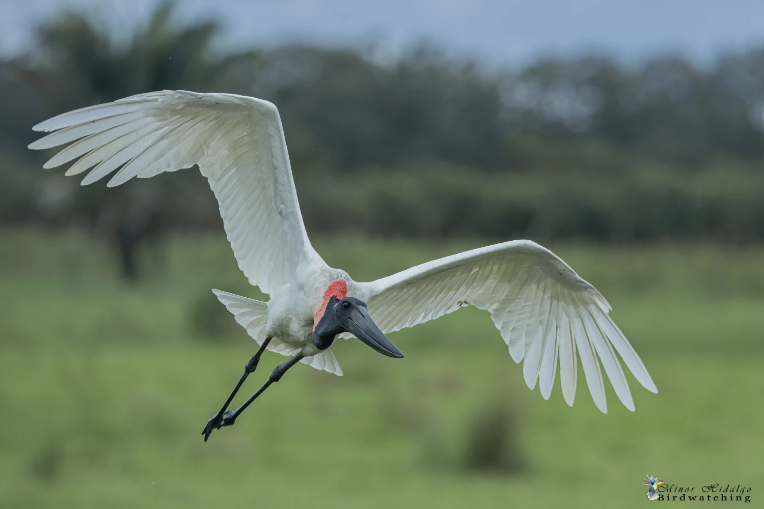 Jabiru