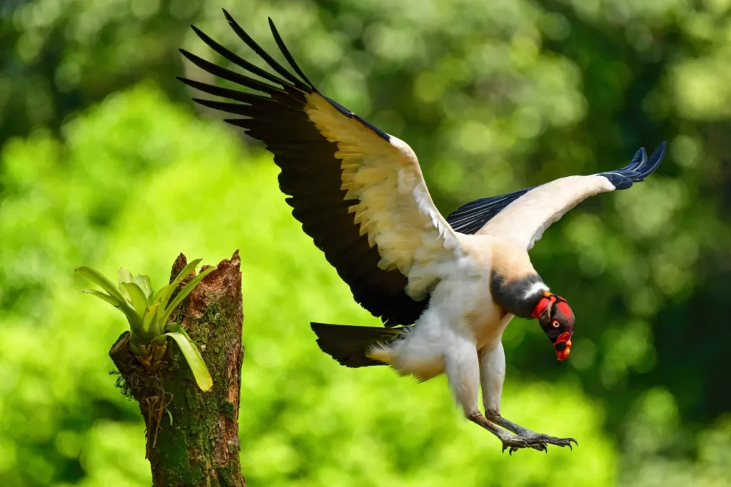 King vulture 2