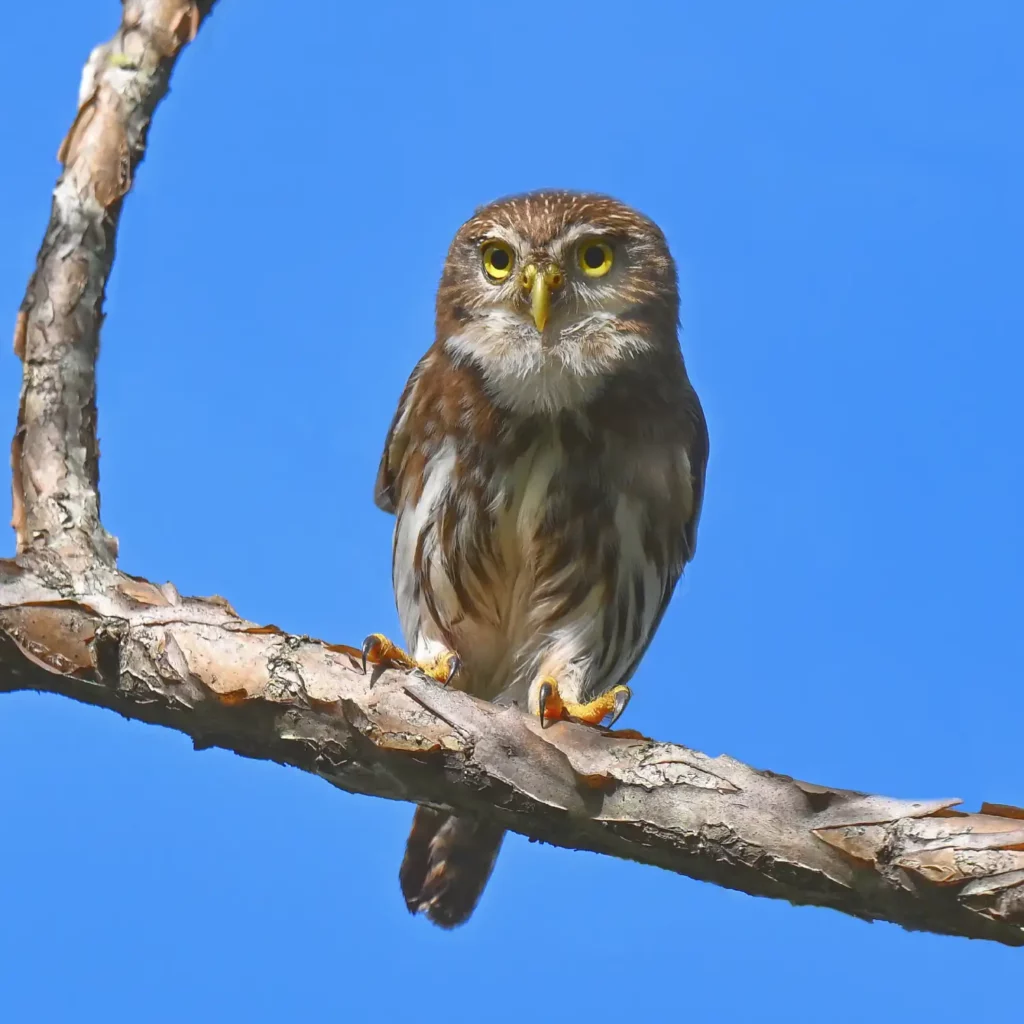 Planning Your First Birding Trip to Costa Rica: What You Should Know 3 Mark Feruginous pygmy owl
