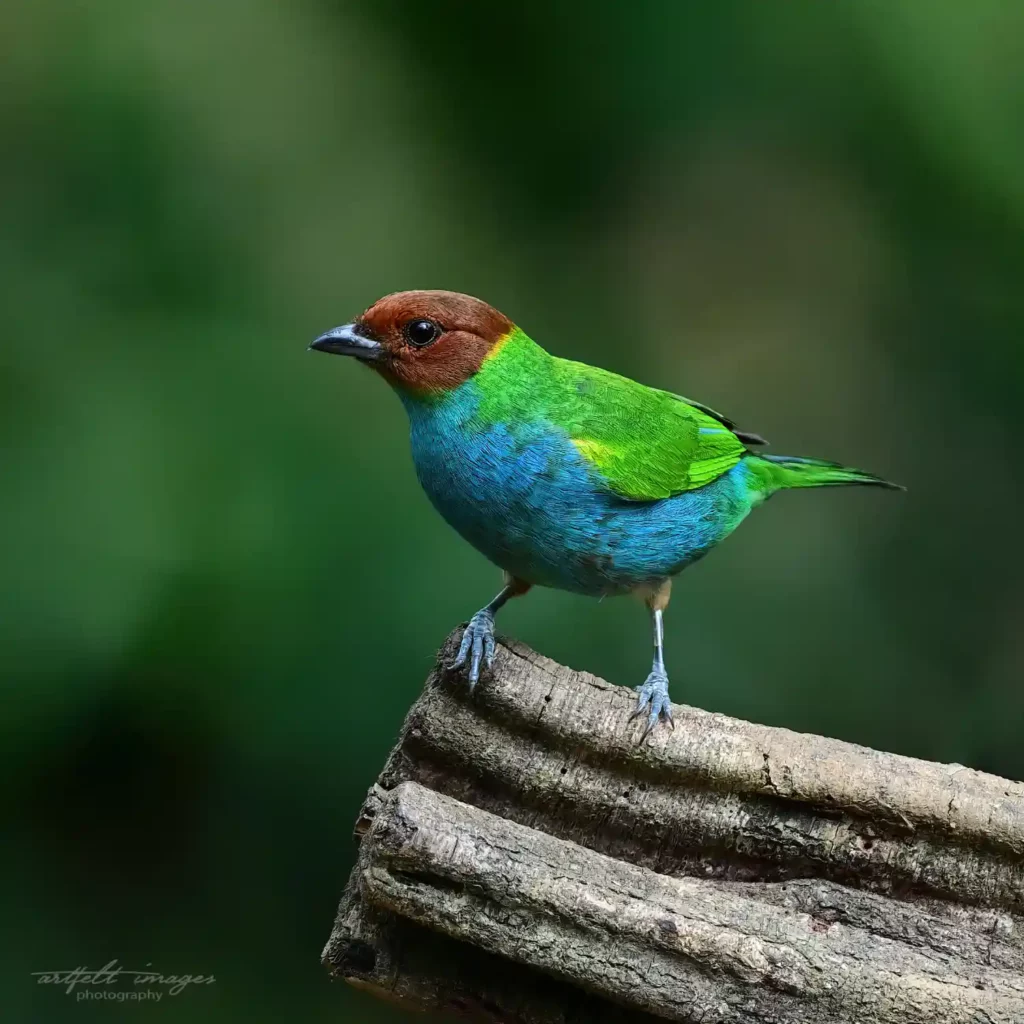 Bay headed tanager