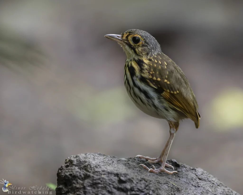 Streak Breasted Antpitta
