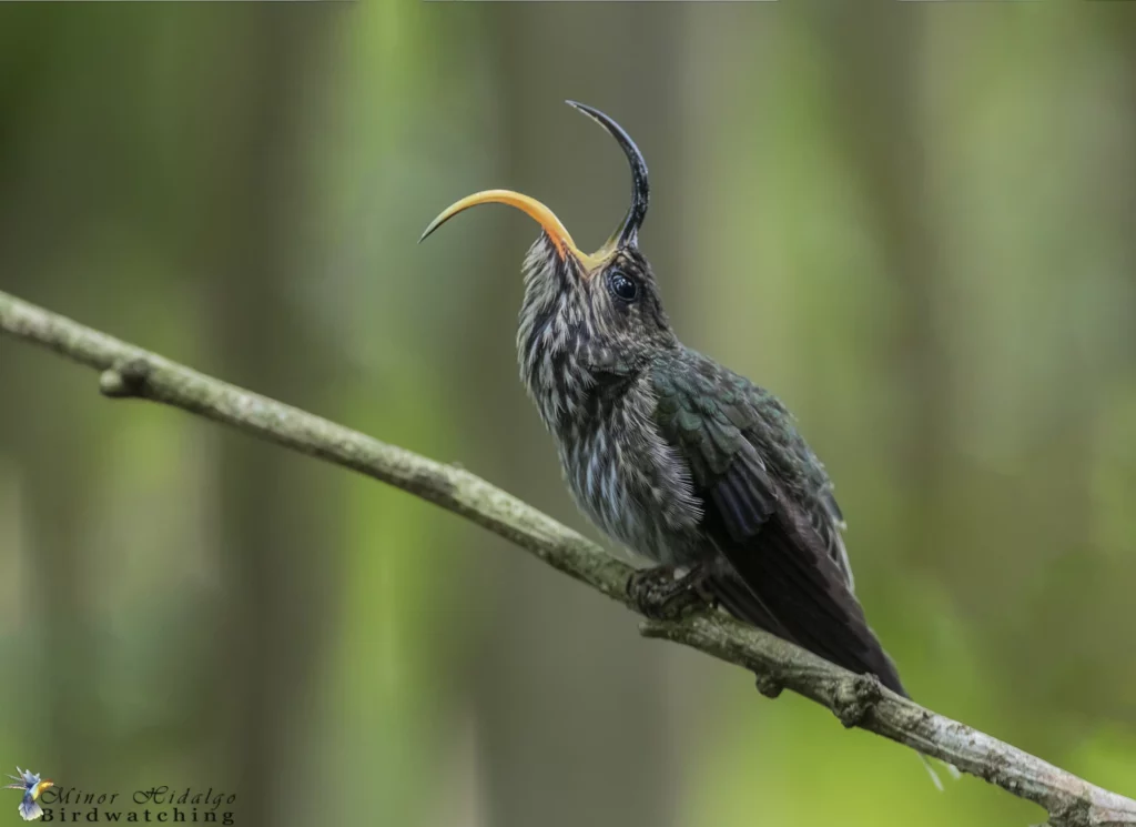 White Tipped Sicklebill Hummingbird