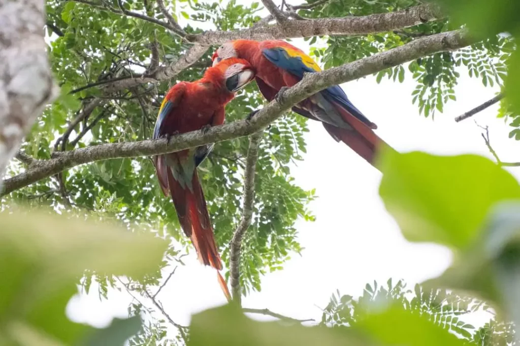 scarlet macaw