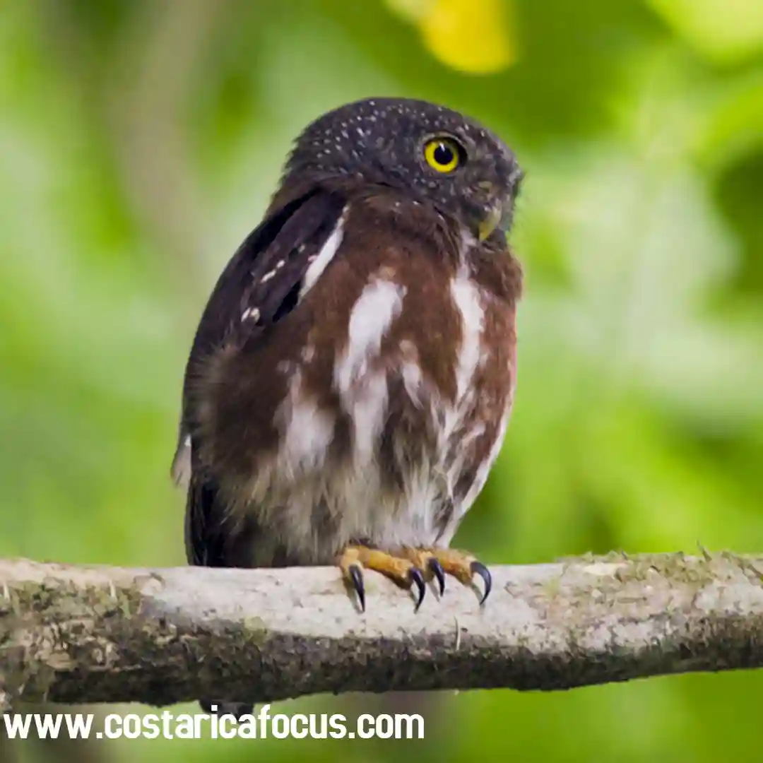 Central American Pygmy-Owl - Costa Rica Focus
