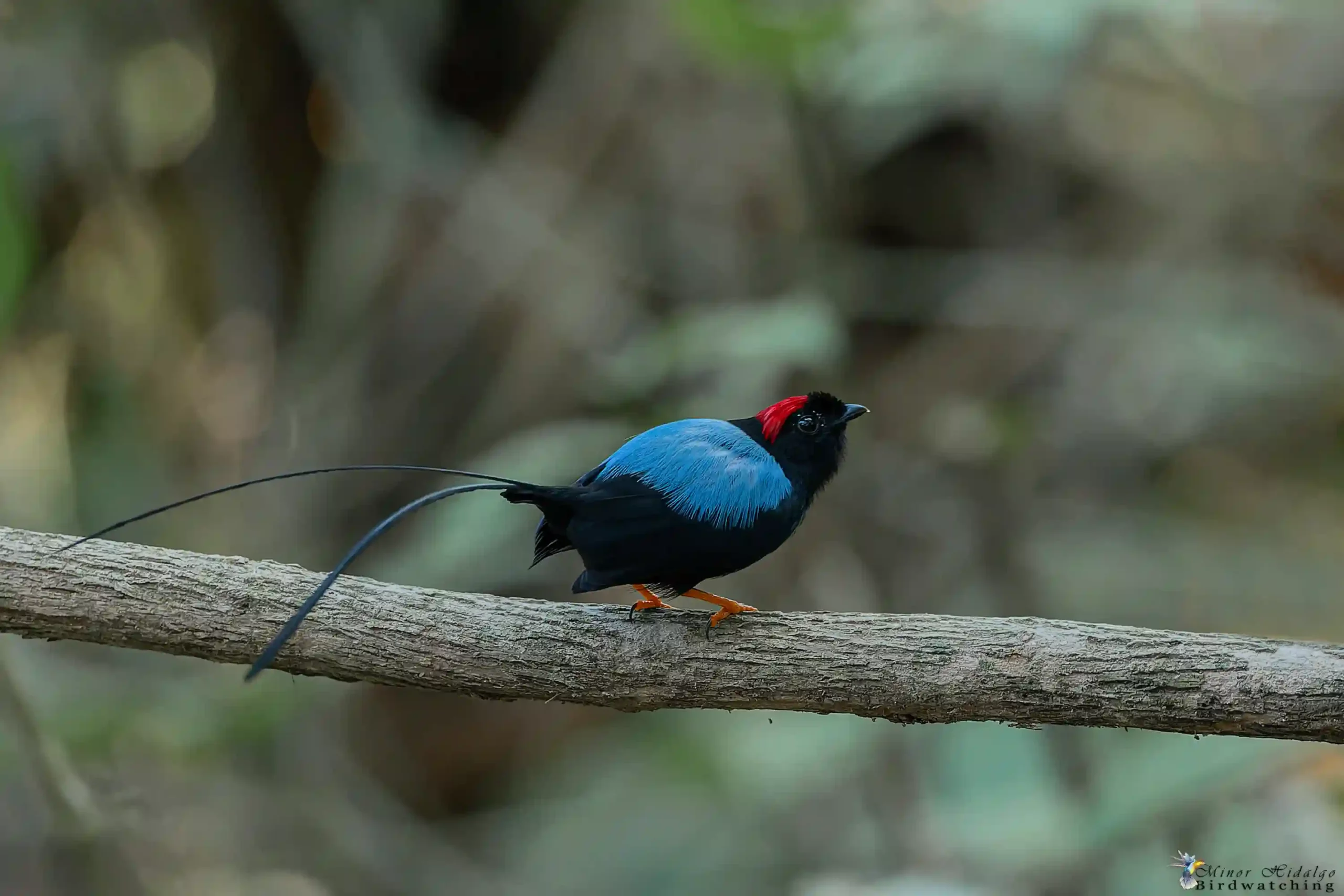Why January Is Excellent for Bird Photography in Costa Rica 2 Long tailed Manakin scaled