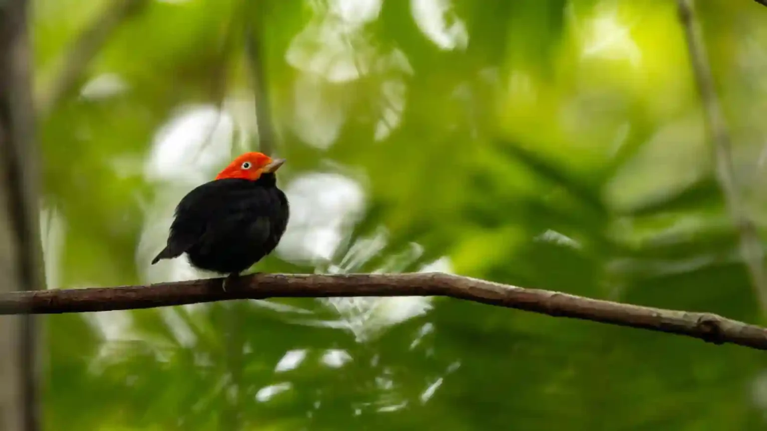 Red Capped Manakin