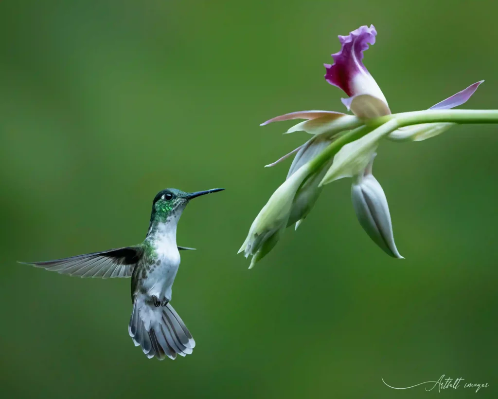 Planning Your First Birding Trip to Costa Rica: What You Should Know 7 White bellied mountain gem 1