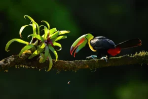 Keel billed toucan nut