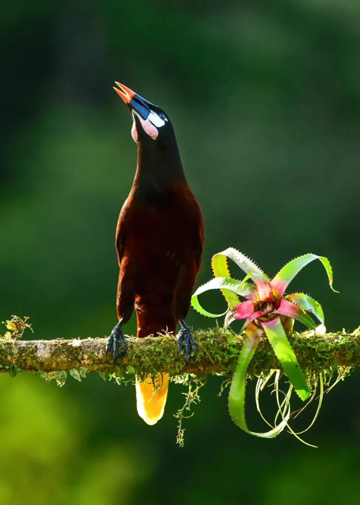 Montezuma oropendola