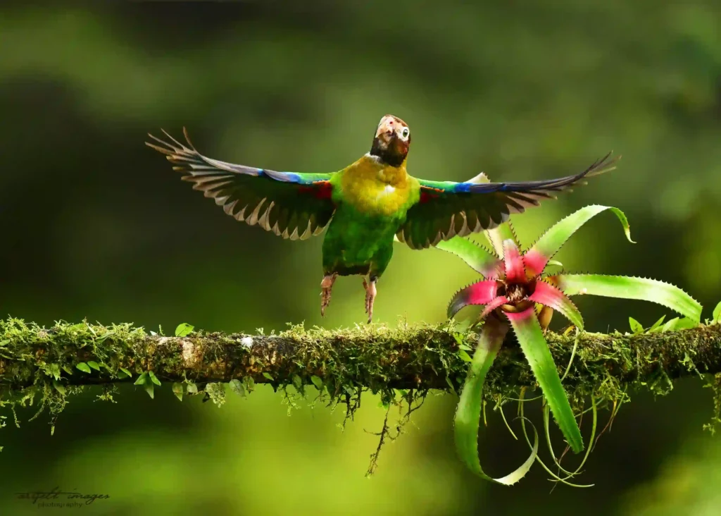 King Vulture Venture II — February 2026 Trip Report 9 Parakeet