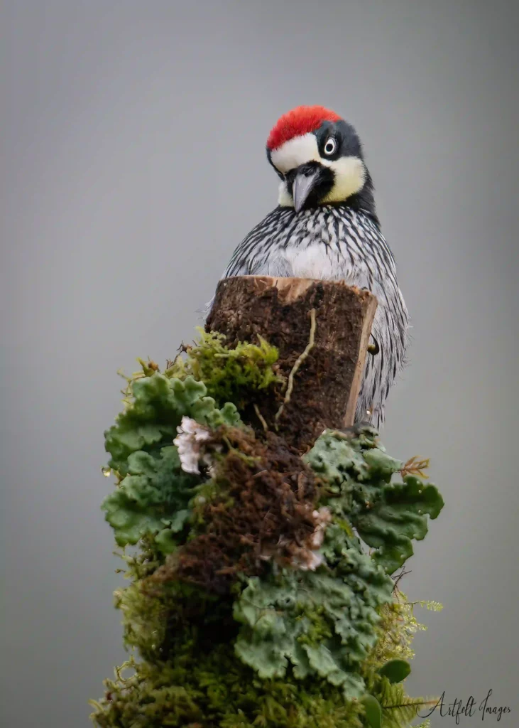 Planning Your First Birding Trip to Costa Rica: What You Should Know 9 Totem Topper