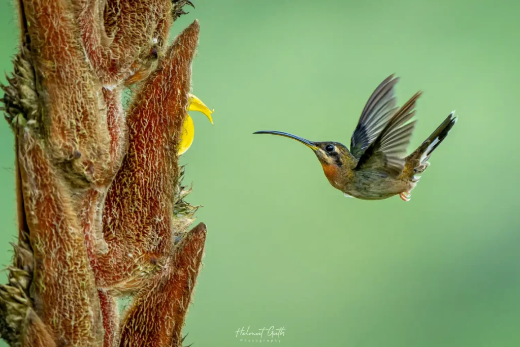 New Year Birding Goals & Life Lists in Costa Rica 1 Band tailed Barbthroat