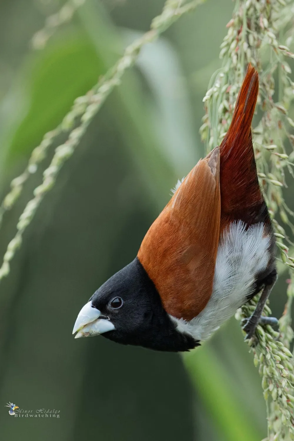 Tricolored Munia - Costa Rica Focus