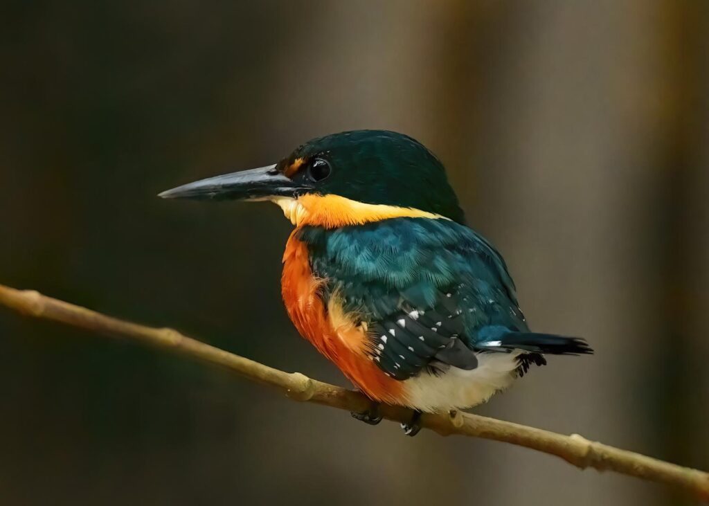 american pygmy kingfisher