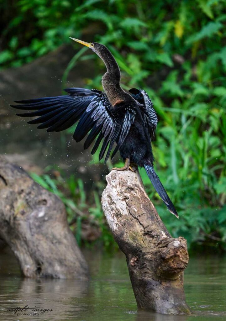 anhinga carribean lowlands