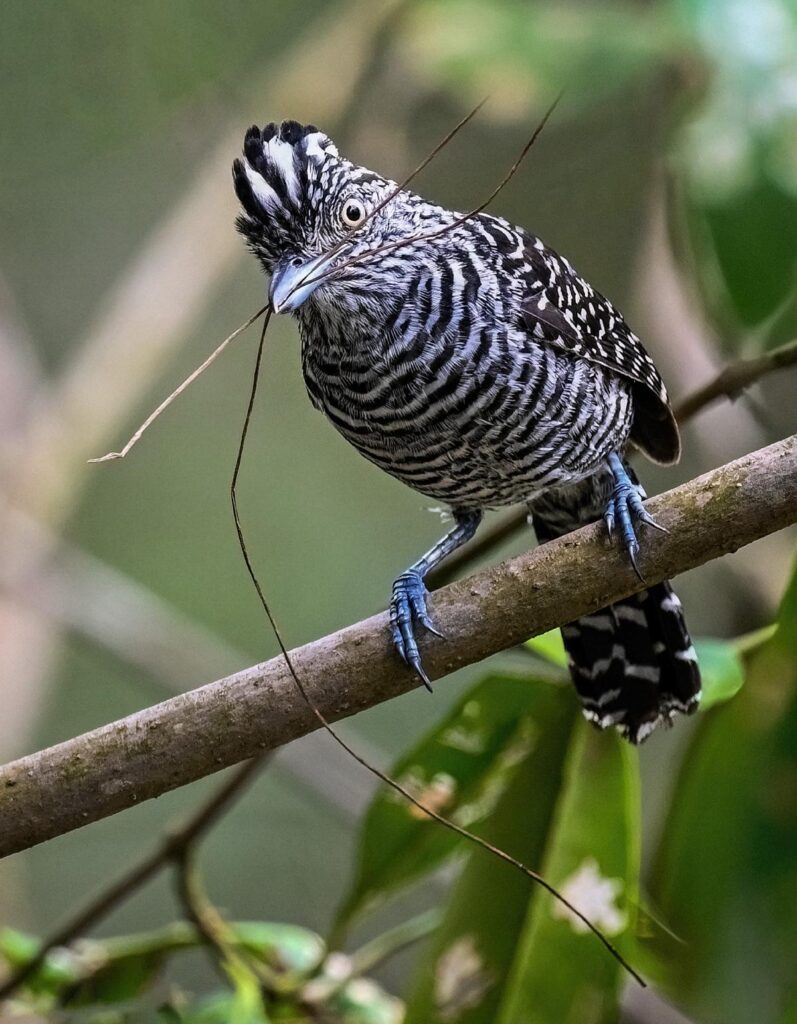 barred antshrike Mark