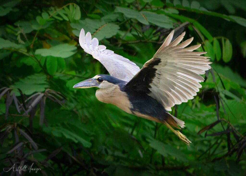 boat billed heron in flight cano negro