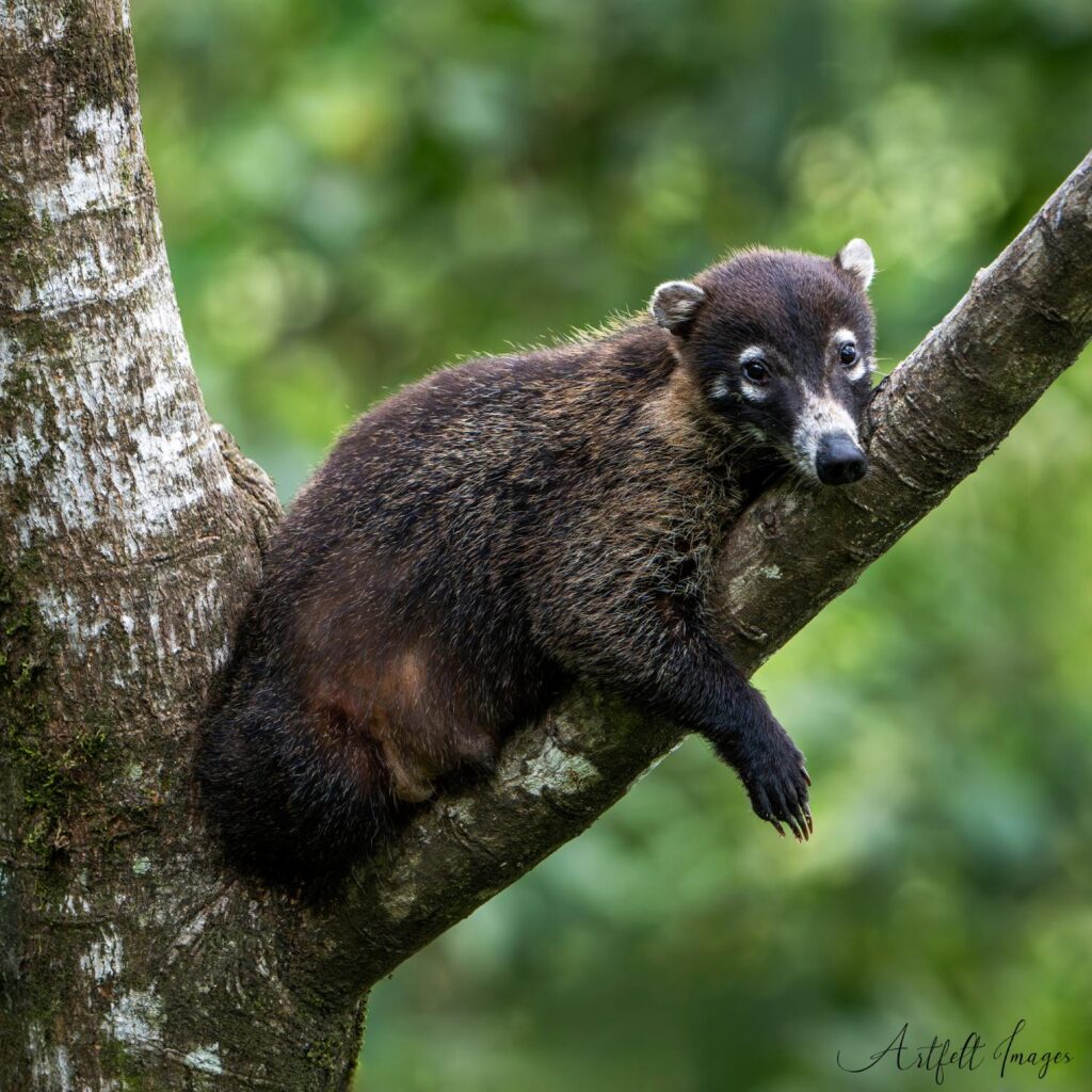 coati tapir valley