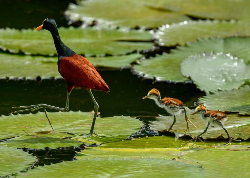 Trip Report: Search for the Elusive Birds – October 14–22, 2025 1 male northern jacana two chicks