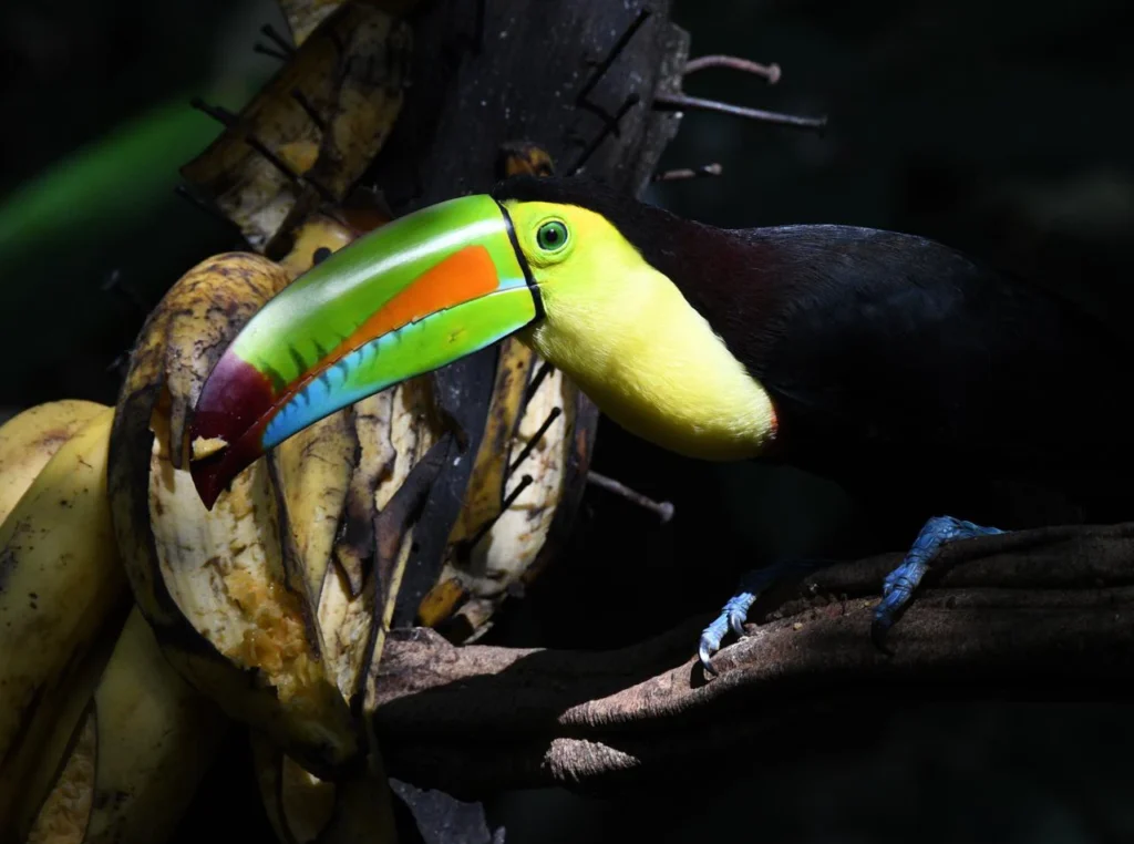 Keel Billed Toucan 2