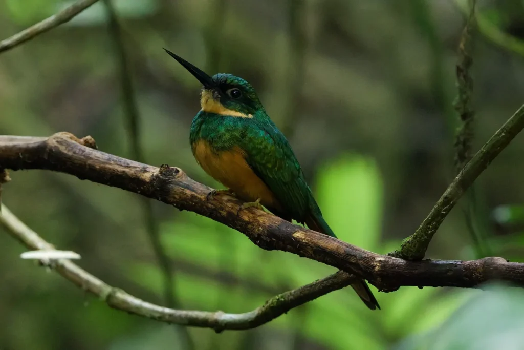 Birding Station to Station Trip Report, Nov 2025 2 Station to station tour trip report