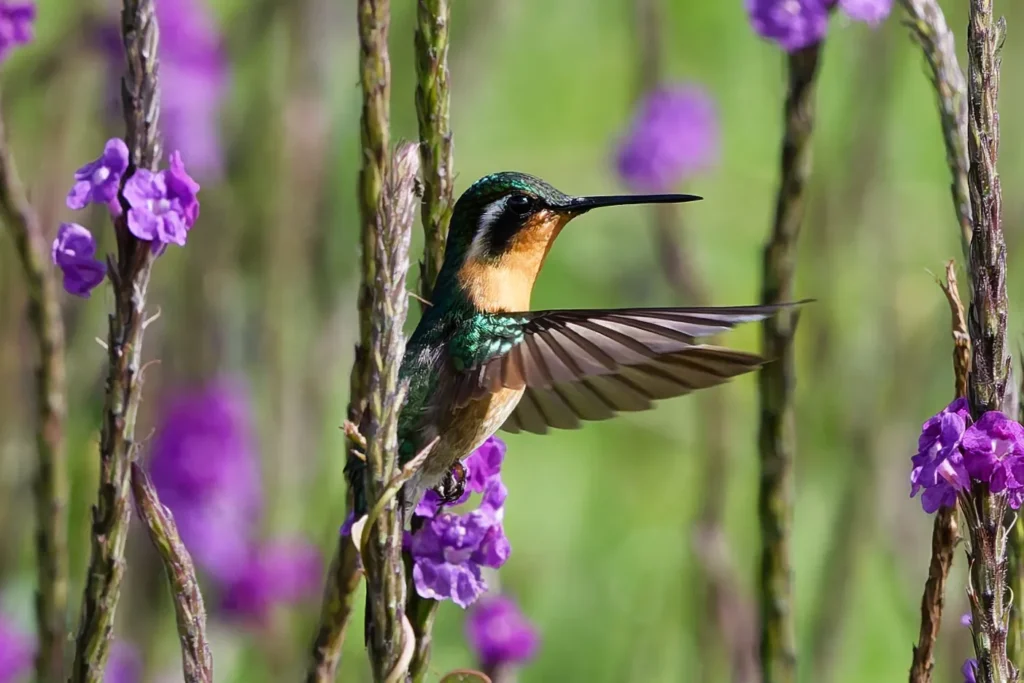 Birding Station to Station Trip Report, Nov 2025 8 Station to station tour trip report1