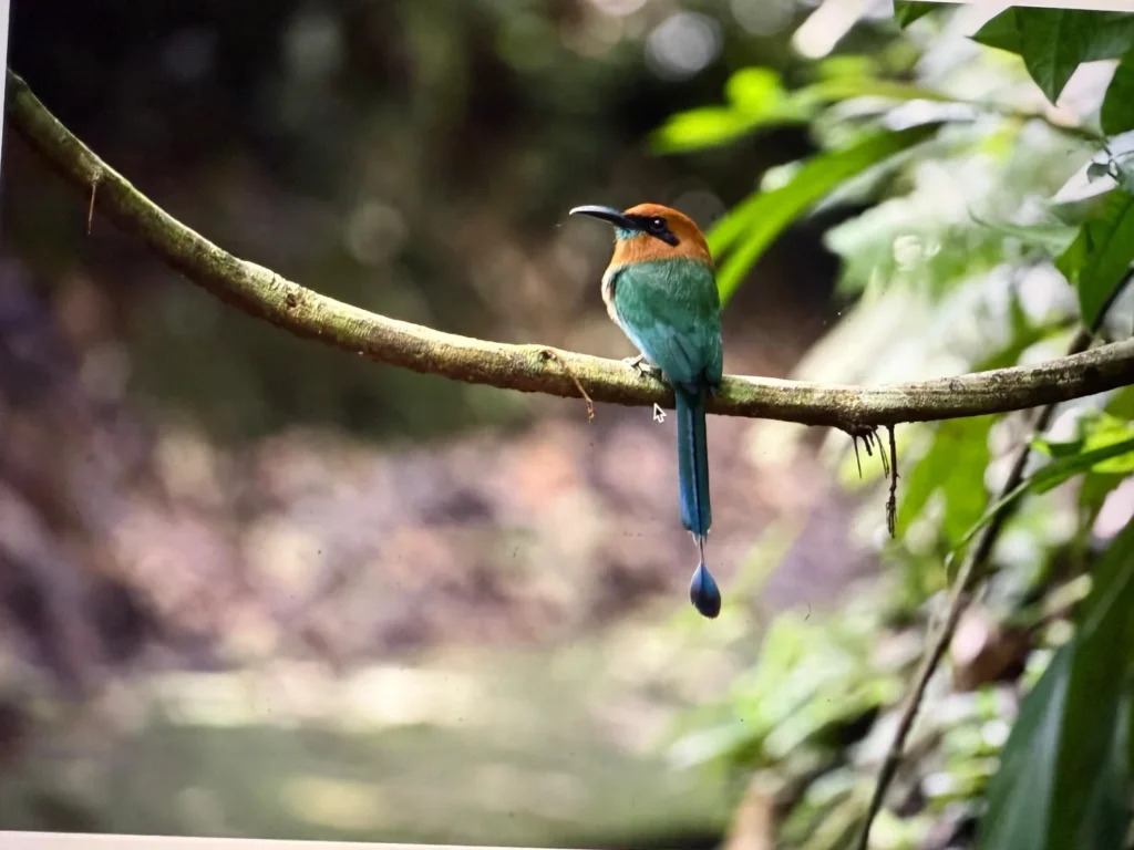 Birding Station to Station Trip Report, Nov 2025 3 Station to station tour trip report2