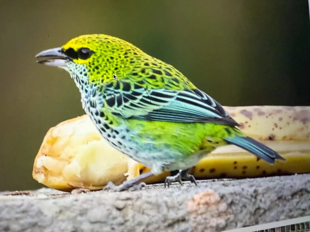 Birding Station to Station Trip Report, Nov 2025 9 Station to station tour trip report3