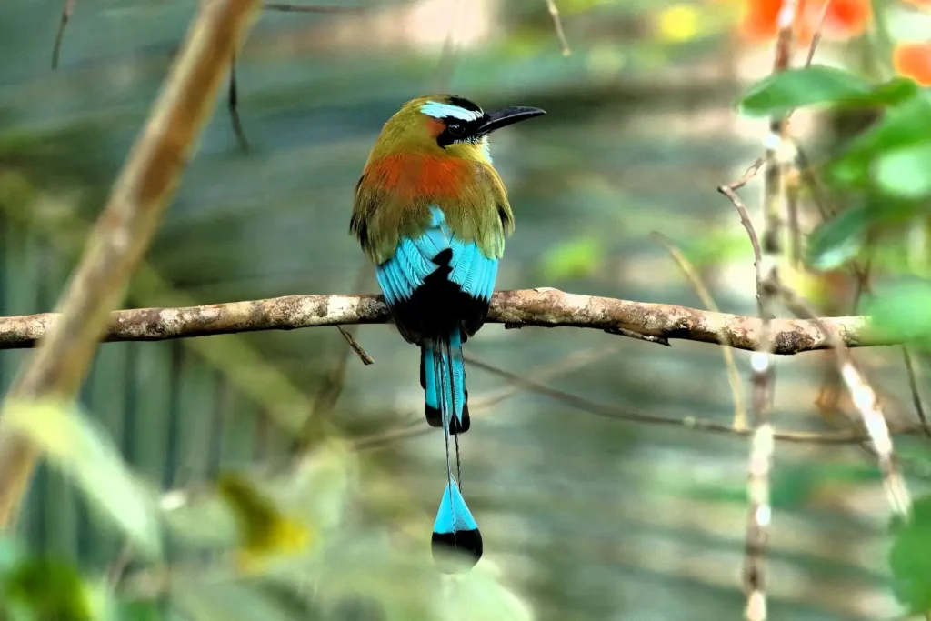 Birding Station to Station Trip Report, Nov 2025 6 Station to station tour trip report7