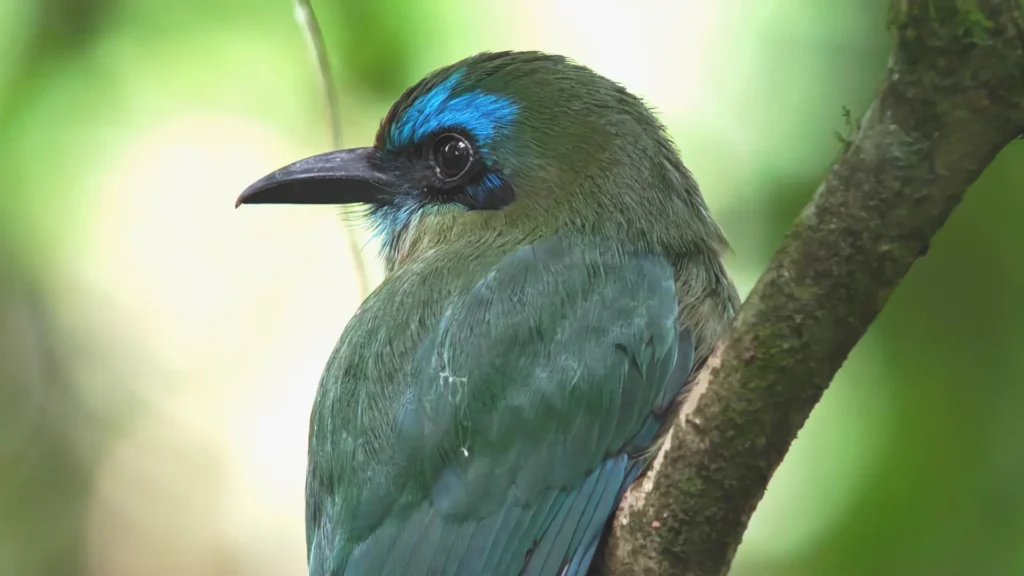broad billed motmot