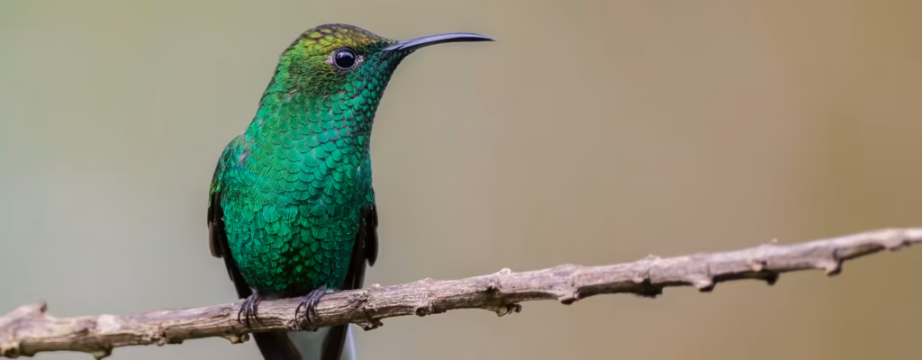costa rica birding tours operator costa rica focus -hummingbird